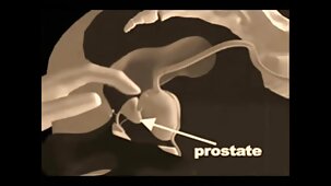 Une belle salope lèche doucement le video x gratuit perfect pénis avec ses lèvres